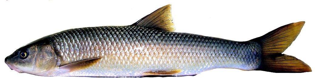 Luciobarbus (Barbus) bocagei_06.jpg